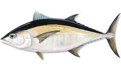 Blackfin Tuna