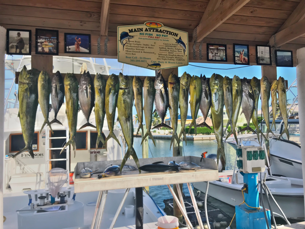 Key Colony Beach Mahi