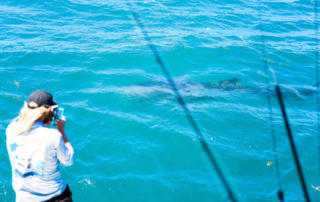 Florida Keys Whale Shark