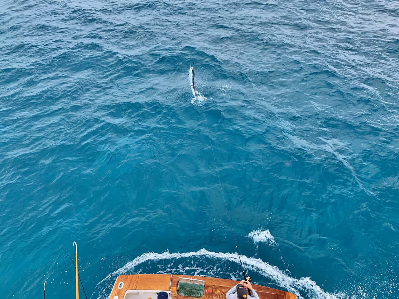 Sailfish Sportfishing