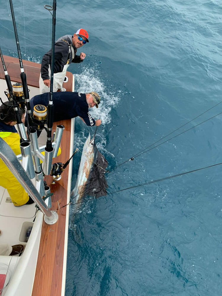 Catch and Release Sailfish