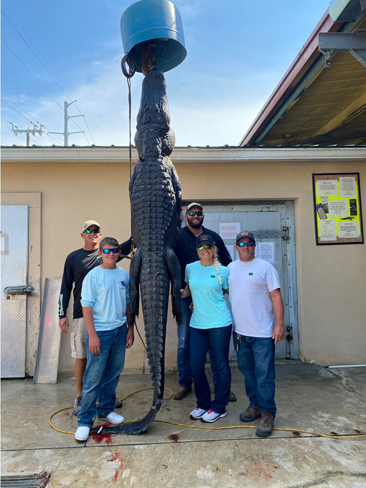 11 foot Florida gator