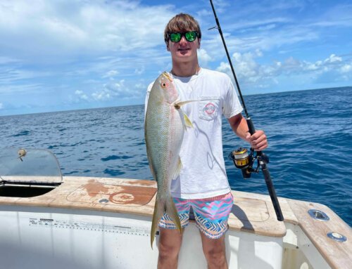 All About The Yellowtail Snapper – Facts About Florida Keys Yellowtail