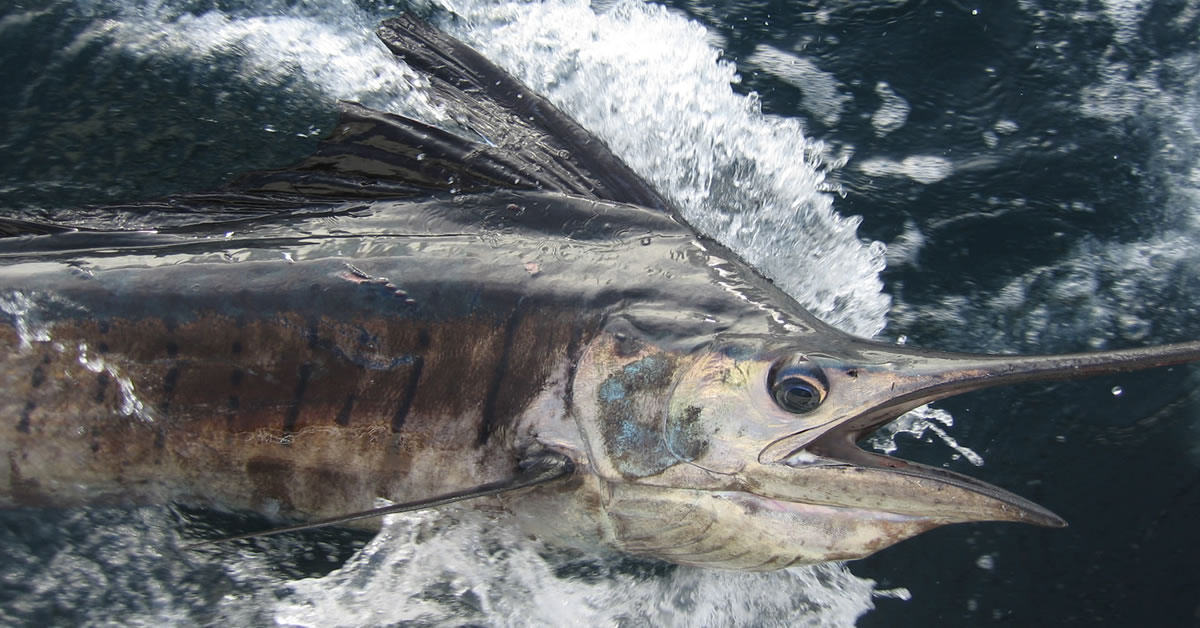 A beautiful Atlantic Sailfish broadside of a vessel