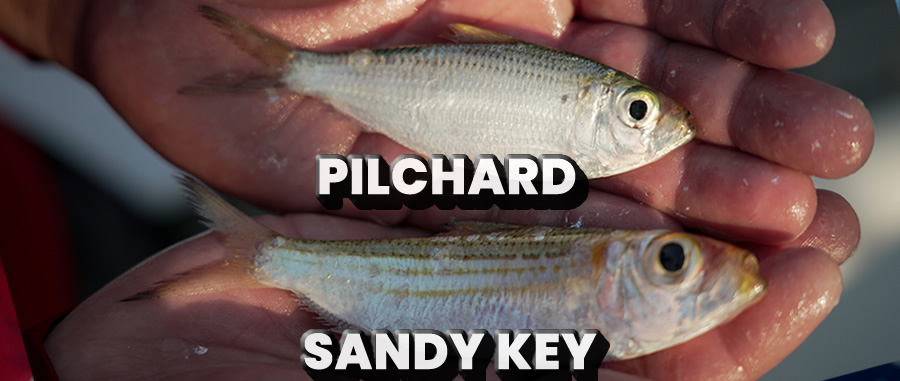 Pilchard vs Sandy Key