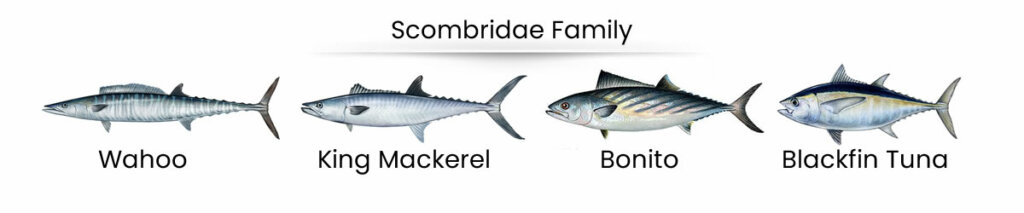 Scombridae Fish