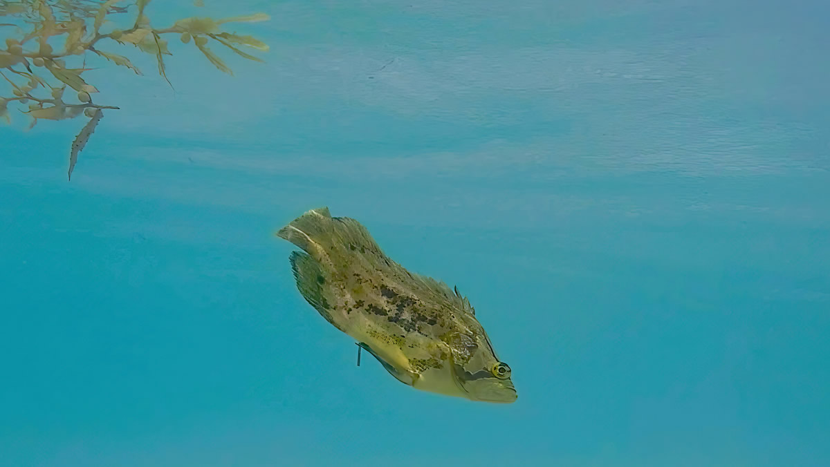 Juvenile Tripletail