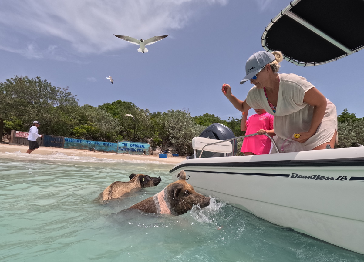 Swimming pigs