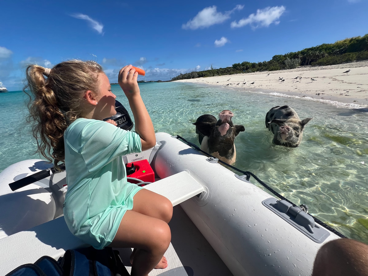 Feeding The Swimming Pigs