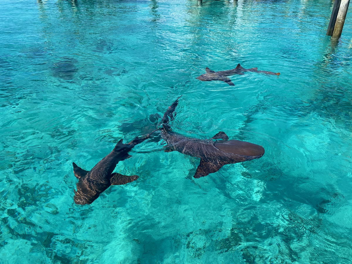 Nurse Sharks